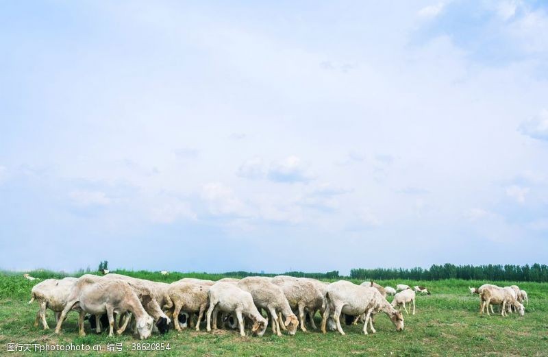 春天的背景草原羊群