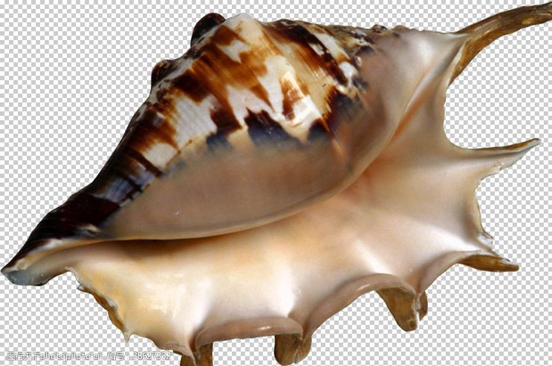 贝壳免扣图海螺