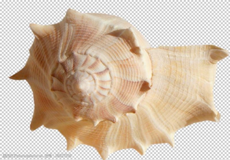 透明底贝壳海螺