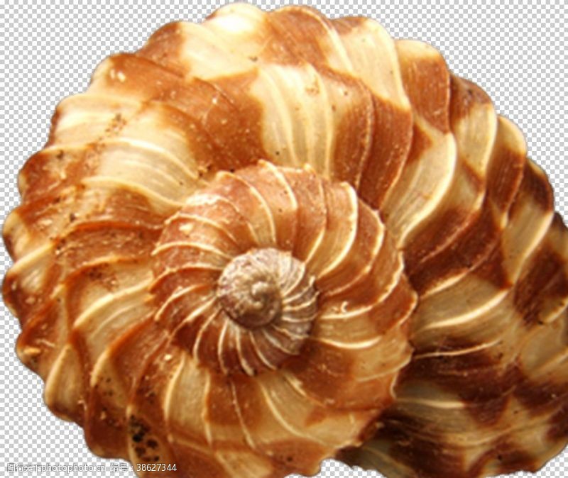 透明底贝壳海螺