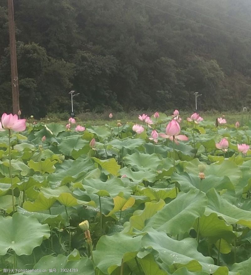 莲蓬荷花图片