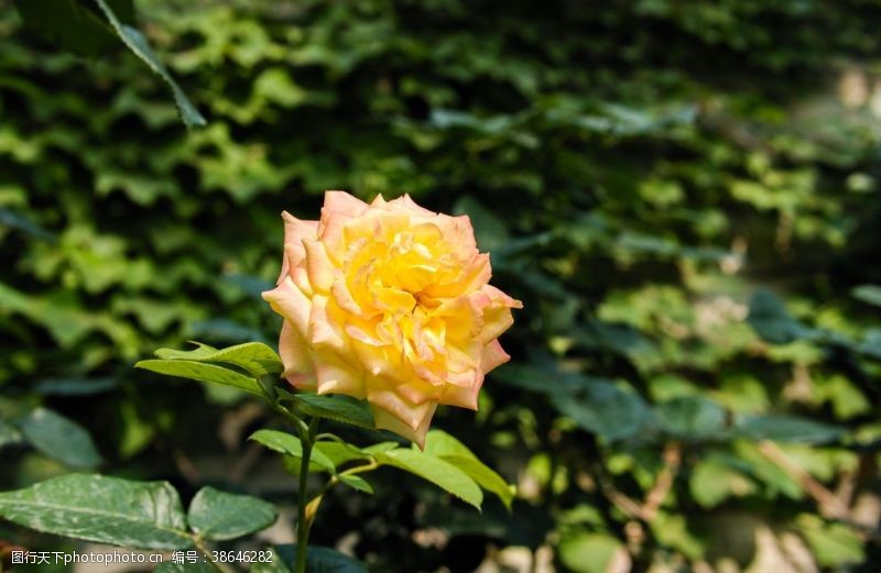 粉色玫瑰花束黄玫瑰