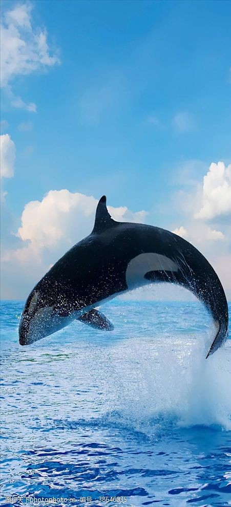 跃起鲸鱼