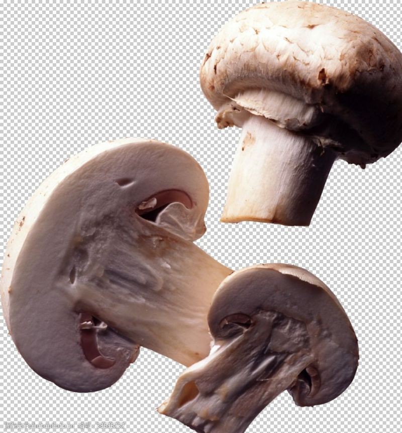 菇类口蘑