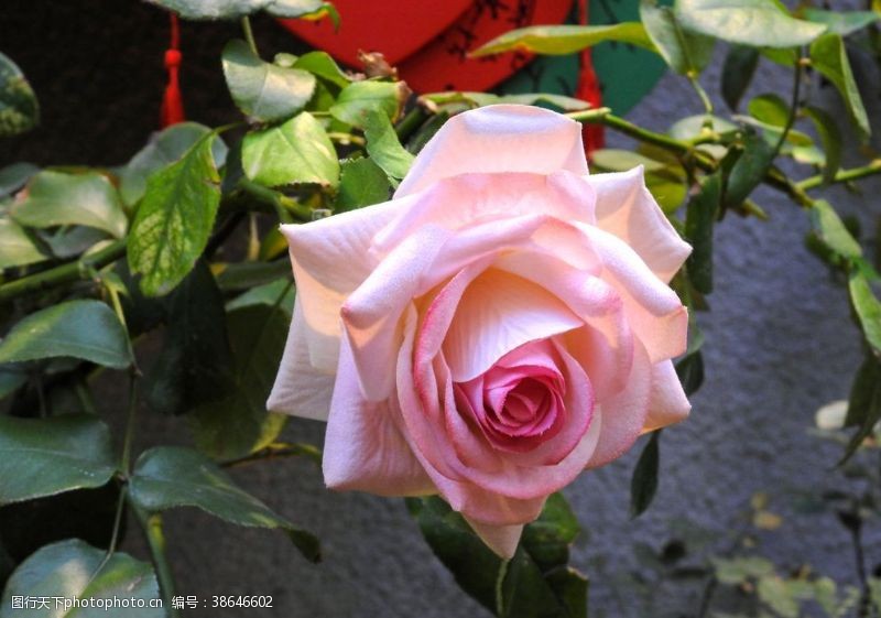 粉色玫瑰花束玫瑰