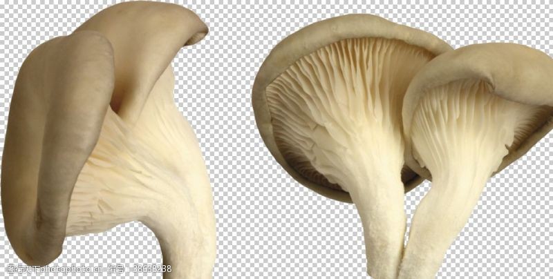 鸡腿菇蘑菇