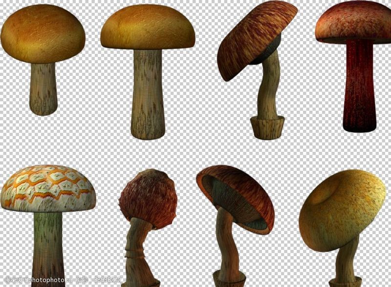 鸡腿菇蘑菇