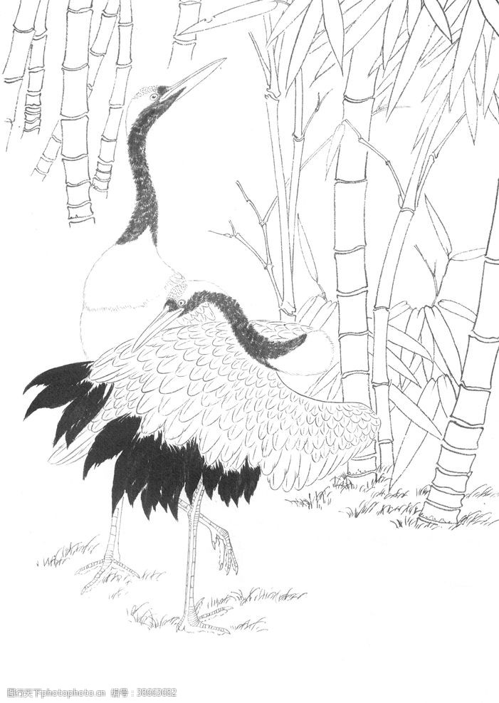 白鸽鸟雀绘画线稿图图片
