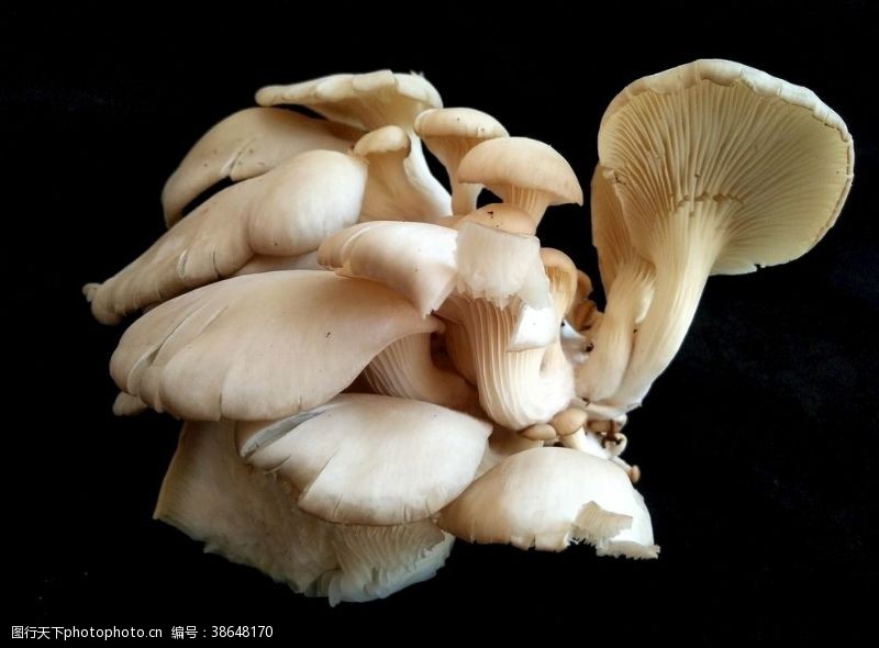 菇类平菇蘑菇菌类火锅食材蔬