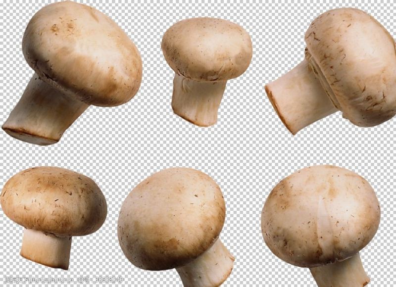 菇类双孢蘑菇