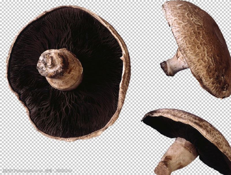 菇类香菇