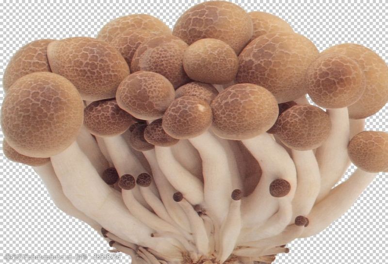 菇类蟹味菇