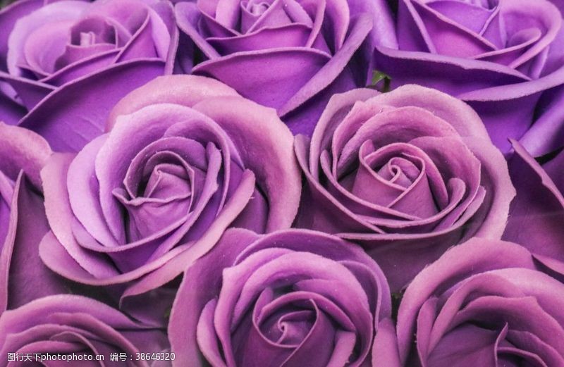 粉色玫瑰花束紫色玫瑰