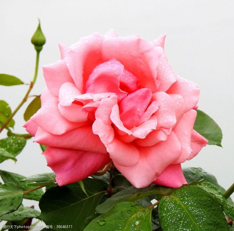 粉色玫瑰花束粉玫瑰