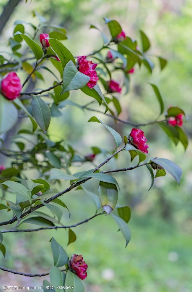 干玫瑰花玫瑰