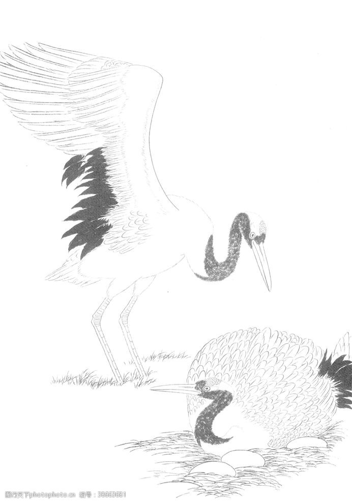 白鸽鸟雀绘画线稿图图片