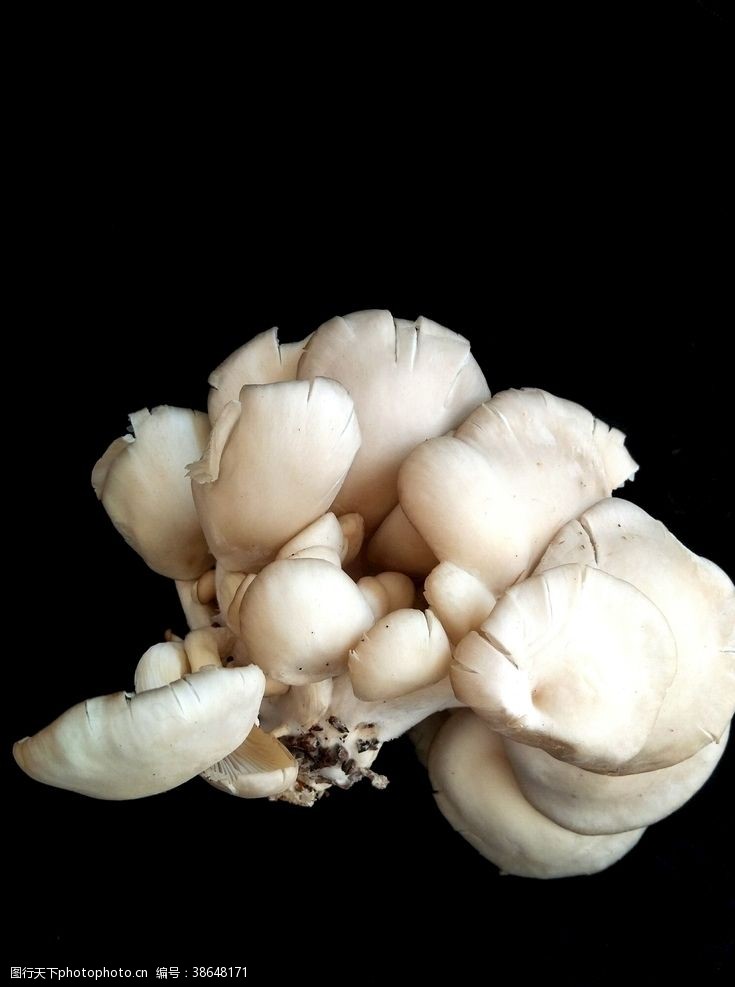 菇类平菇蘑菇菌类火锅食材