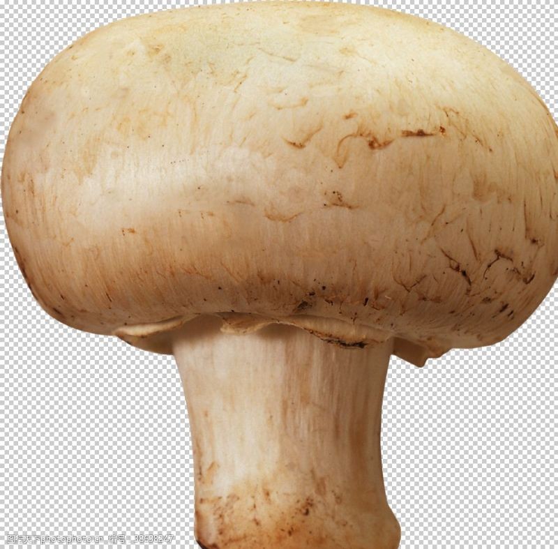 鸡腿菇双孢蘑菇
