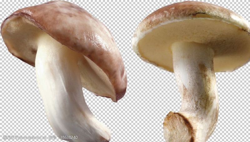 鸡腿菇香菇