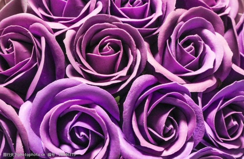 粉色玫瑰花束紫色玫瑰