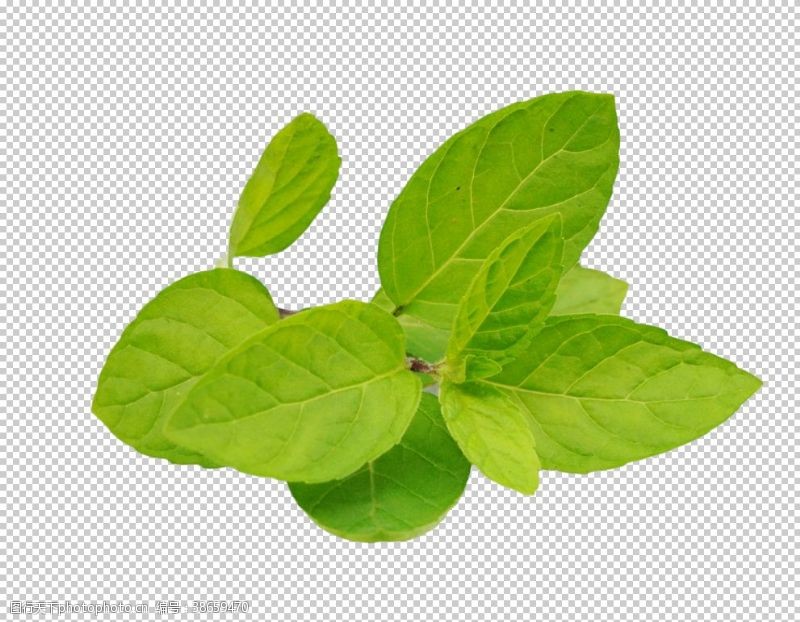 绿色植物荷叶绘画薄荷植物元素