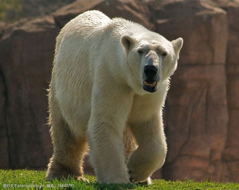 游戏世界北极熊