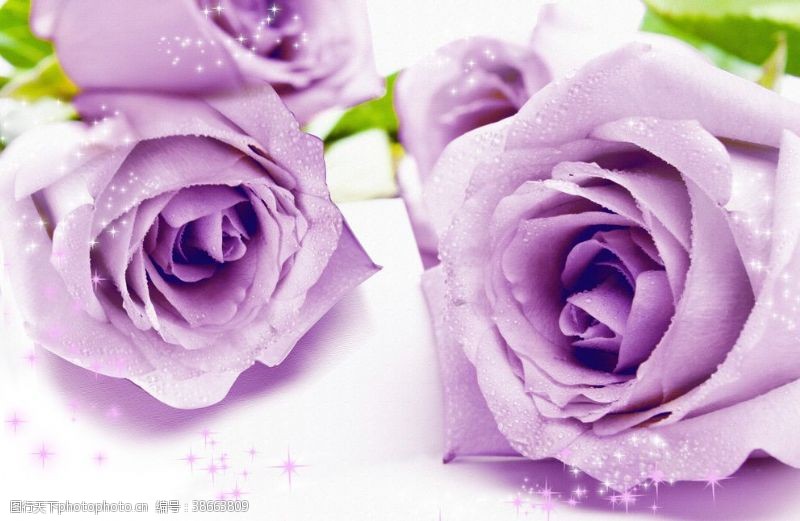 电视玫瑰花紫色玫瑰花