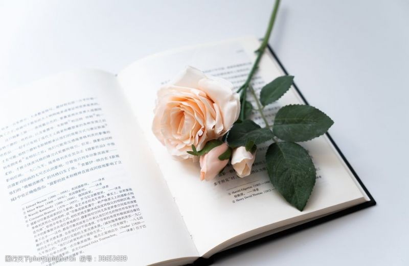 粉色玫瑰花束玫瑰书本