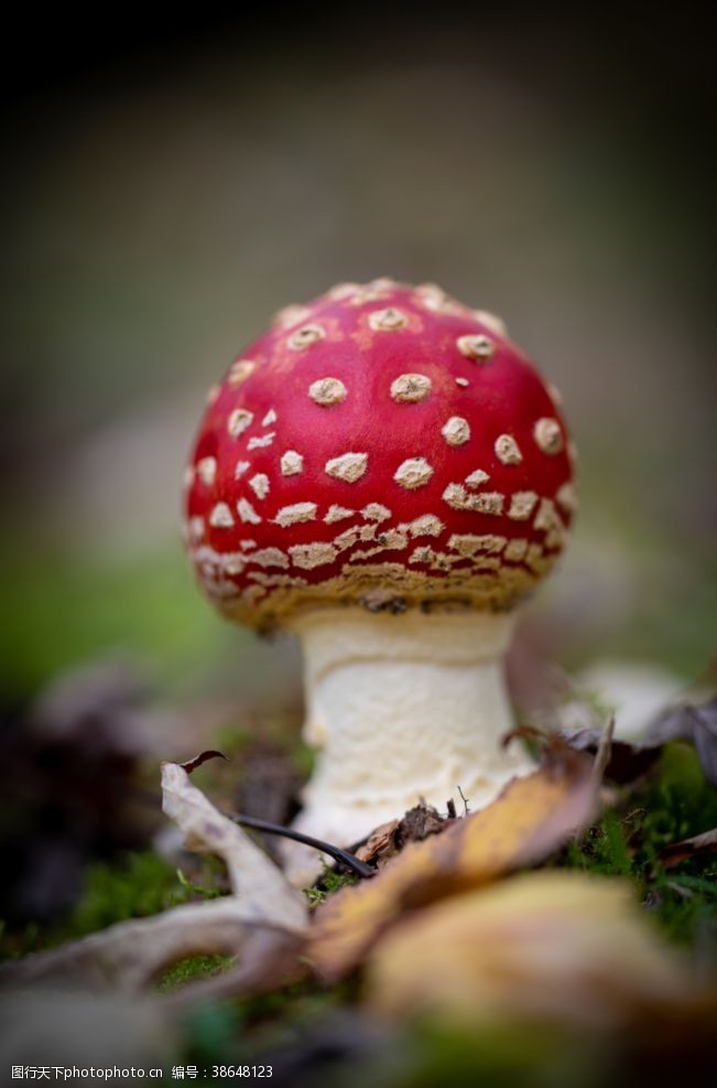 菇类蘑菇