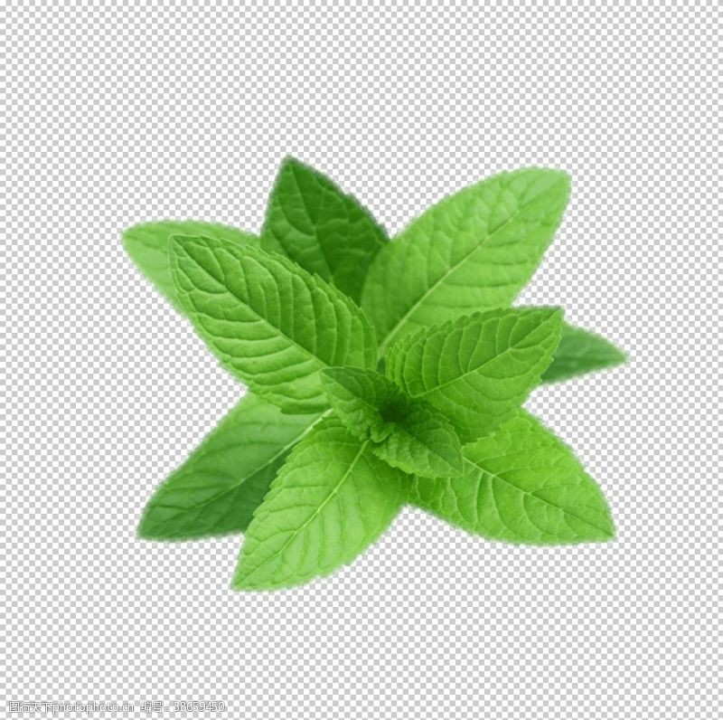 绿色植物荷叶绘画薄荷植物元素