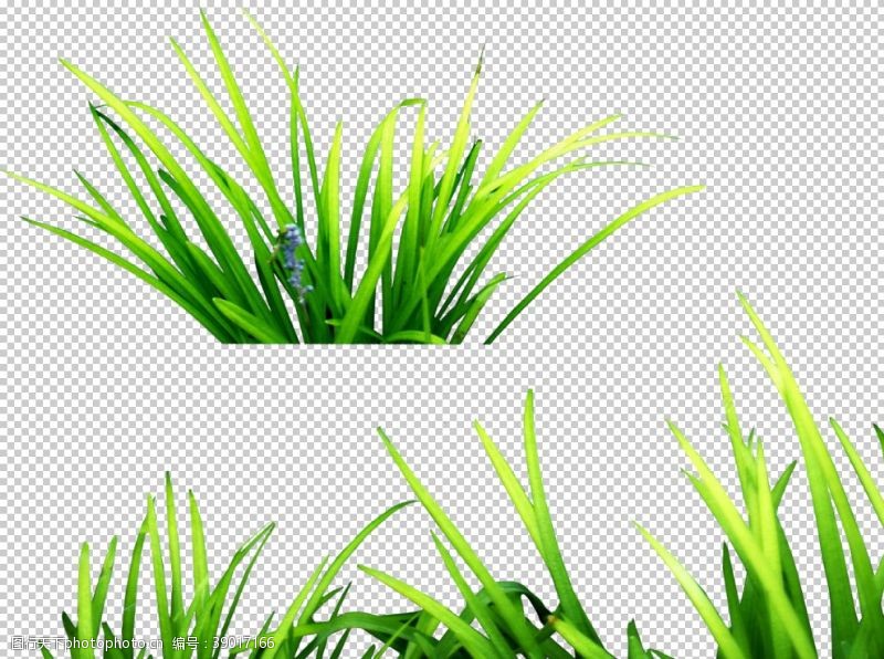 草png图片免费下载 草png素材 草png模板 图行天下素材网