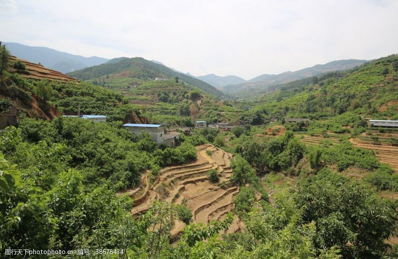 干茶叶桑葚采摘桑葚上市桑甚果