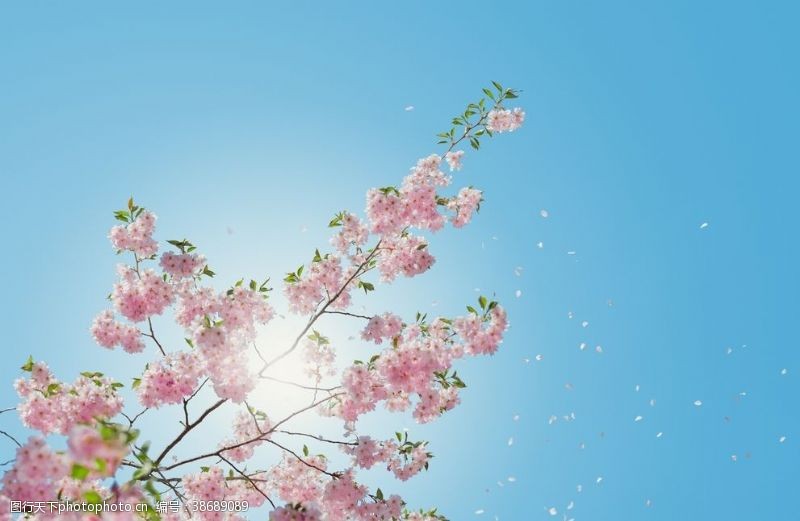 初春时节樱花绽放阳光温暖粉嫩清