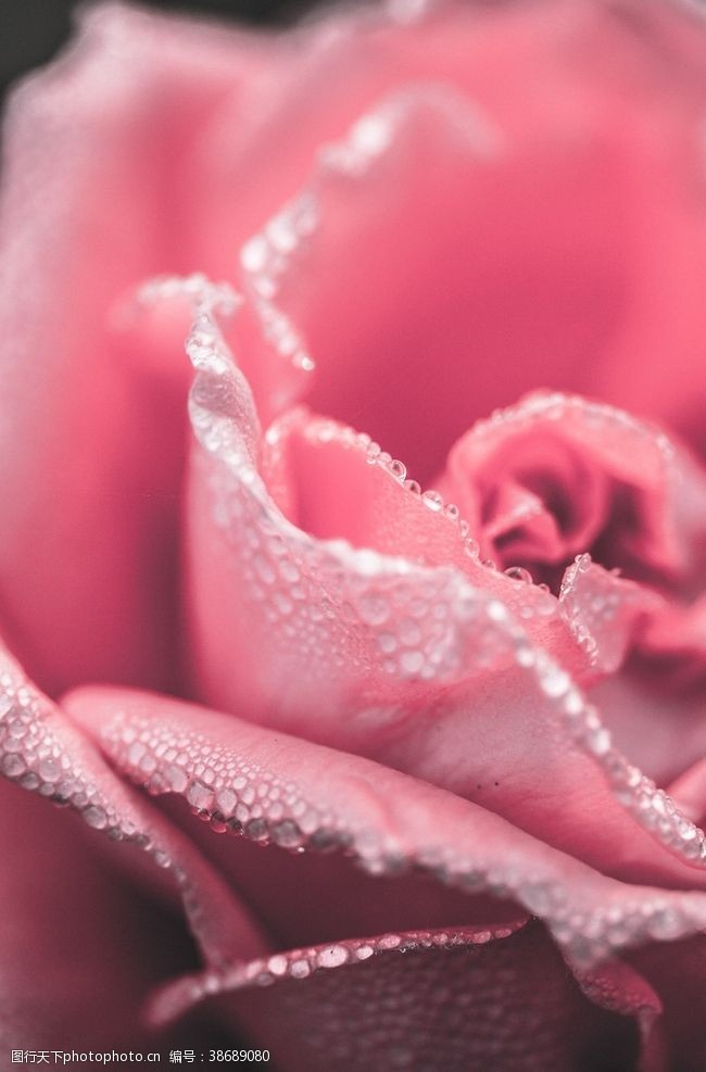 粉色的玫瑰花花瓣纤薄娇嫩边缘