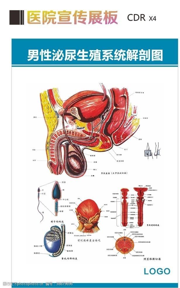 内生殖系统泌尿生殖系统解剖图