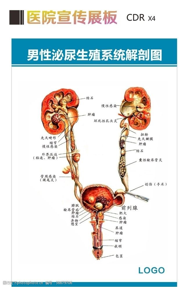 内生殖系统泌尿系统解剖图