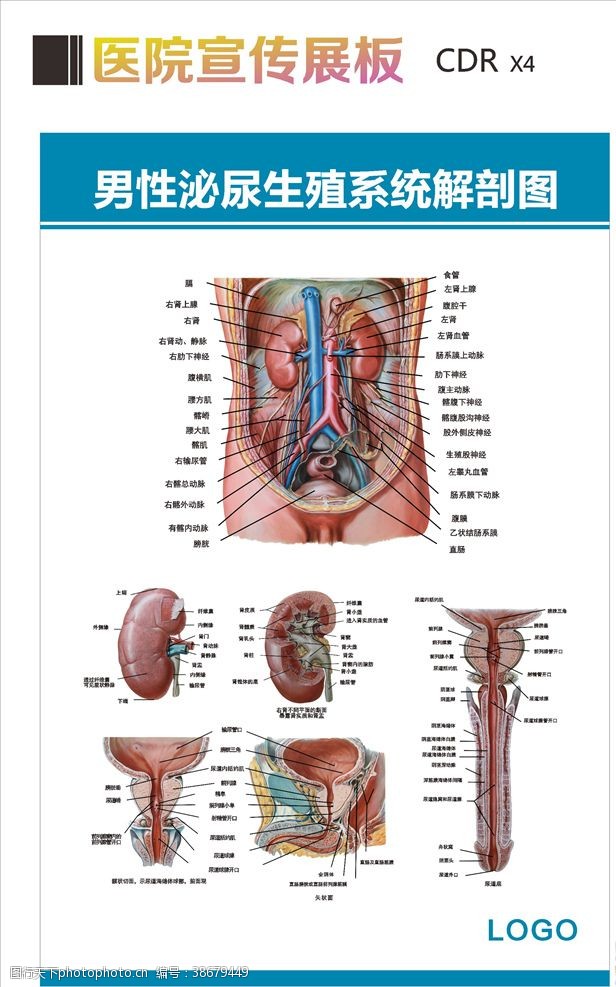 内生殖系统男性生殖解剖图