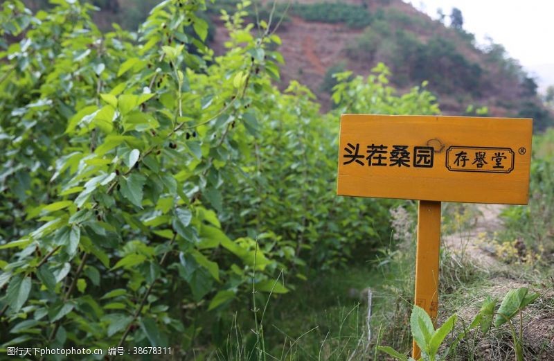 干茶叶桑葚采摘桑葚上市桑甚果