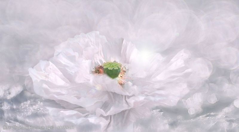 白色盛开罂粟花瓣洁白