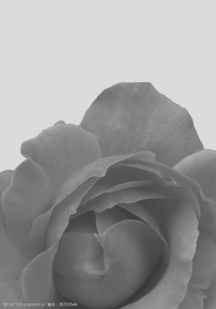 黑白玫瑰花背景图图片