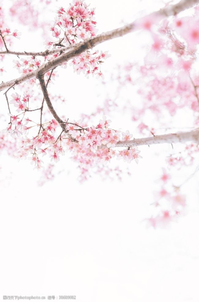 放假休闲日本富士山樱花绽放粉色迎春观光