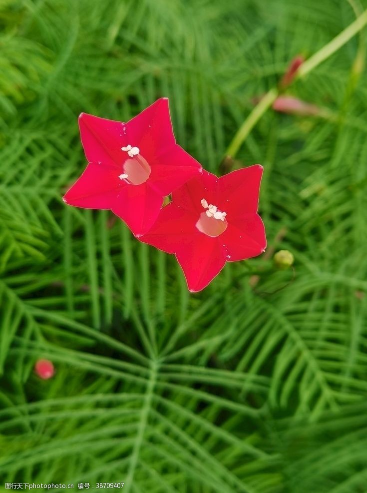 五叶花五角星花