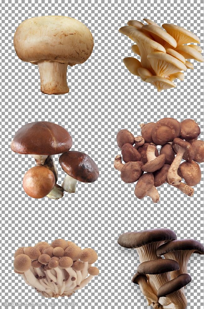 菇类新鲜光滑蘑菇