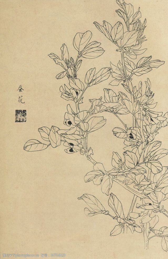 书线稿植物花草工笔画线稿图