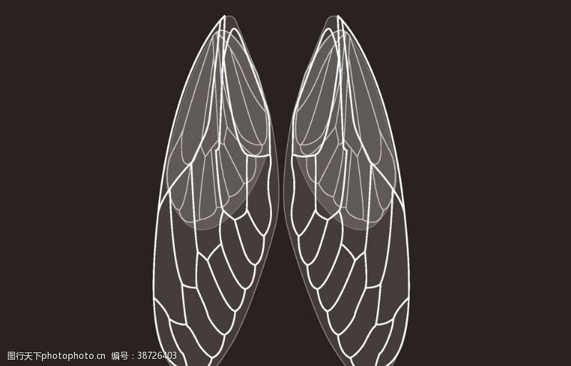 蝉翼图片免费下载 蝉翼素材 蝉翼模板 图行天下素材网
