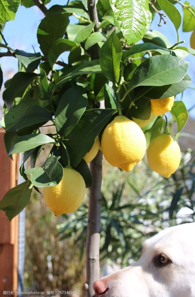 水果厂柑橘类水果