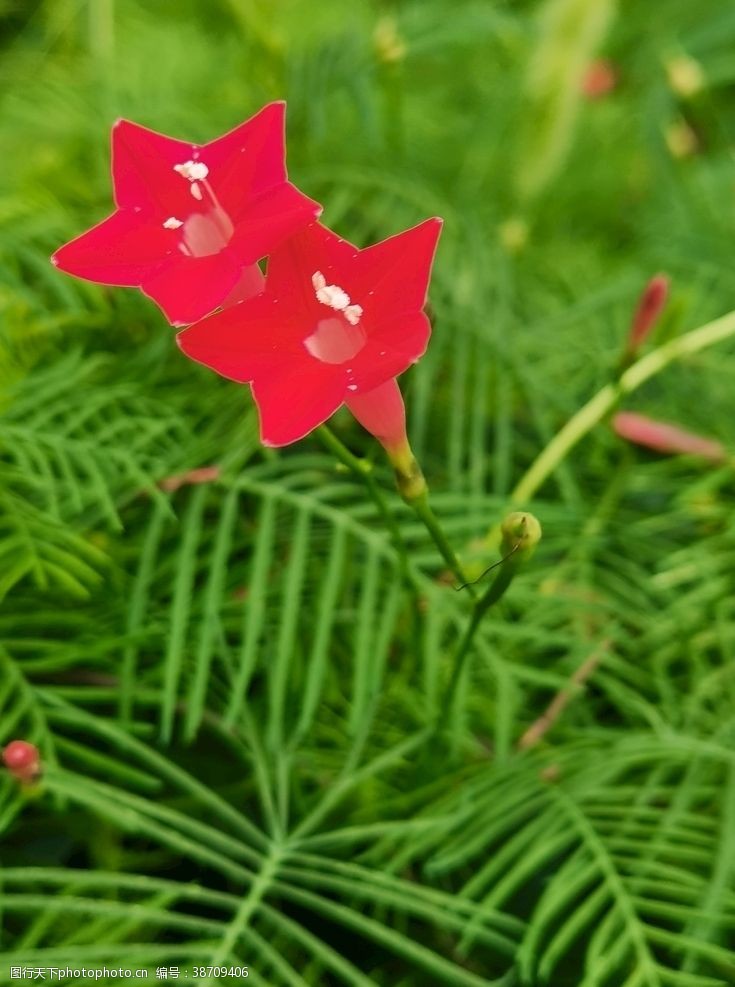 五叶花红花