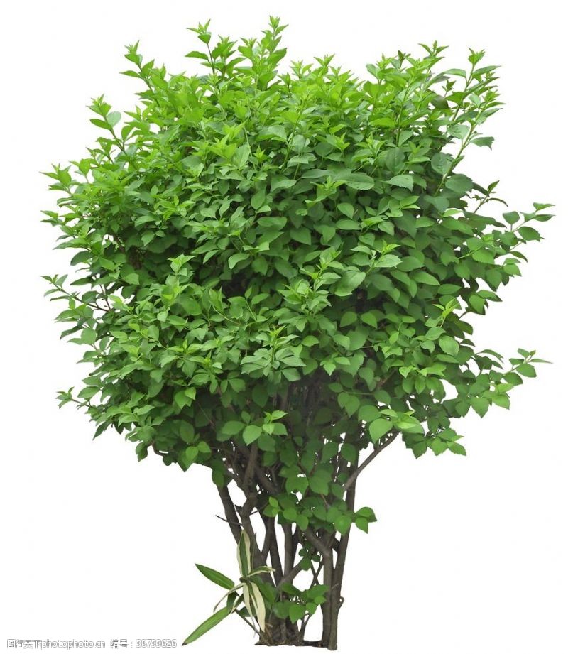 绿色花藤免扣植物素材