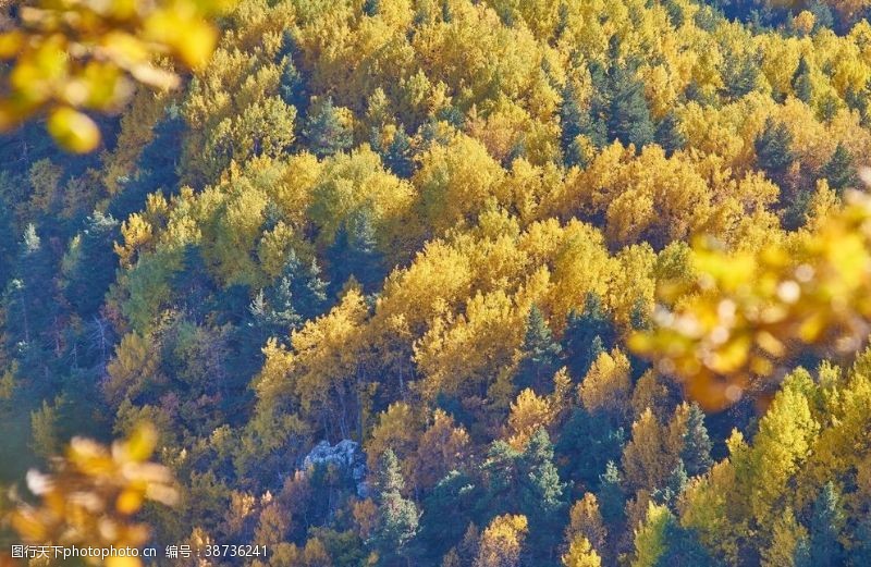 树叶背景秋季节景观性质