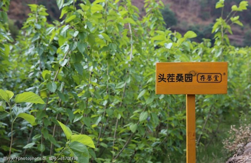 淘宝新茶上市桑葚采摘桑葚上市桑甚果